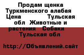 Продам щенка Туркменского алабая › Цена ­ 12 000 - Тульская обл. Животные и растения » Собаки   . Тульская обл.